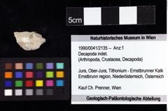 Foto (Objket + Etiketten) von Decapoda indet. 